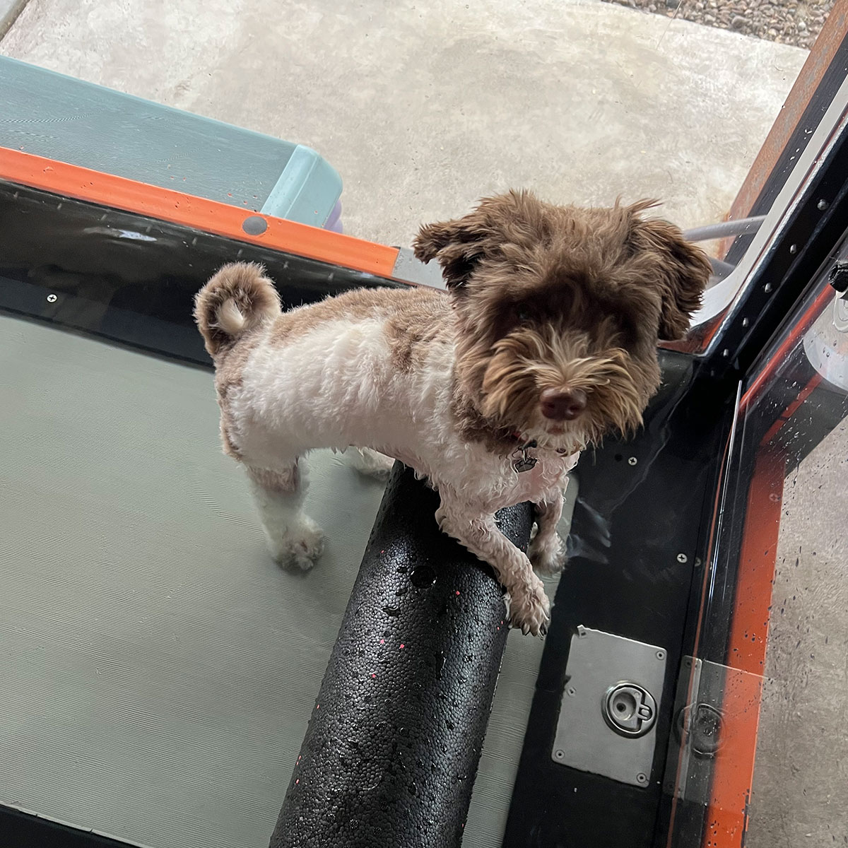 What is pet rehabilitation? | The Canine Co-Lab