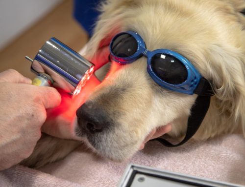 What is Laser Therapy?