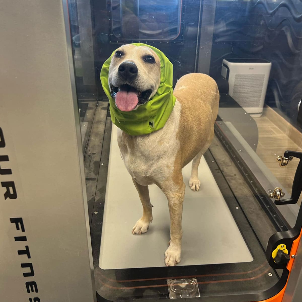 A happy dog with a green head cover stands on a treadmill inside a transparent enclosure at the vet's office. The dog is looking forward with its tongue out, surrounded by equipment visible in the background.