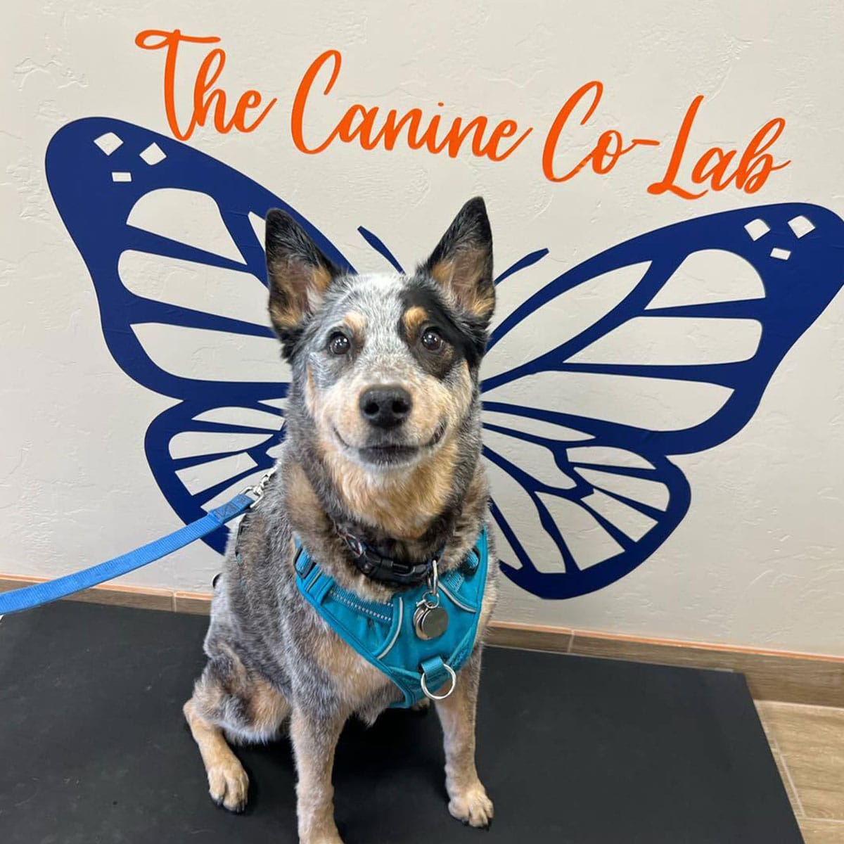 A dog with a blue harness sits in front of a blue butterfly wing mural at "The Canine Co-Lab," looking like it has wings. It's as if this little pup is ready for its vet-approved flight into the sky, celebrating the harmony between art and our furry friends.