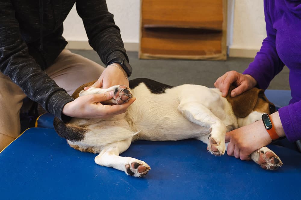 A dog lies on its side on a blue mat while two people gently stretch and massage its legs, suggesting a physical therapy or rehabilitation session.