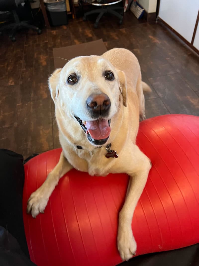 A happy yellow Labrador retriever is lying on a large red exercise ball, looking up with its mouth open and tongue slightly out. The scene is indoors on a dark wooden floor.