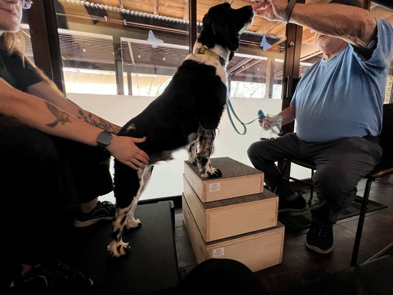A black-and-white dog stands on stacked wooden boxes as a person gives it a treat. Another person supports the dog from behind. They are indoors by large windows.