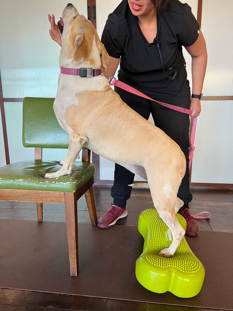 A light brown dog stands with its front paws on a green chair and back paws on a green balance cushion, while a person in black scrubs holds the leash and offers a treat.
