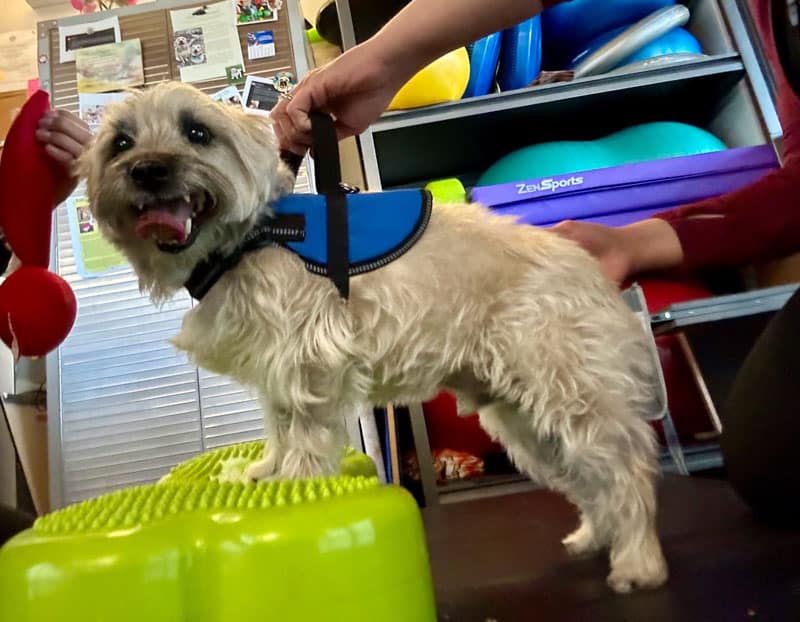 A small, happy dog wearing a blue harness stands on a green textured platform, supported by two people. Colorful exercise equipment is visible in the background.