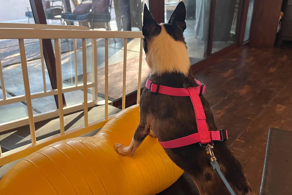 A small dog wearing a bright pink harness stands with its front paws on a yellow exercise ball, looking out a large window with sunlight streaming in.