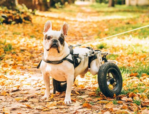 Holiday Travel & Home Safety for Mobility-Challenged Pets