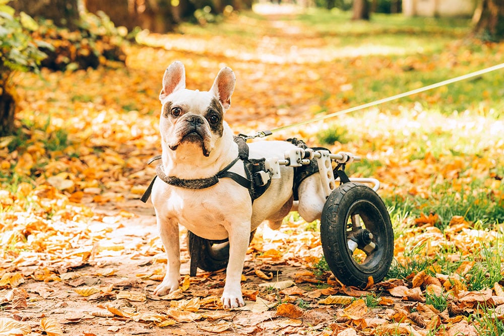 A French Bulldog with a wheelchair for its hind legs stands on a leaf-covered path in a park, surrounded by autumn foliage and sunlight.