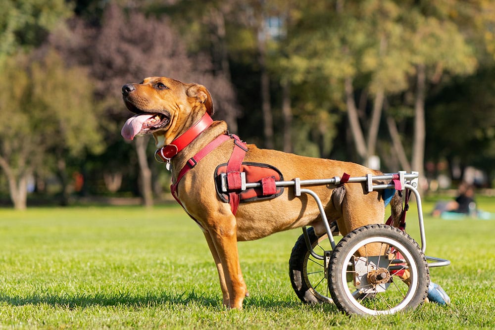 A brown dog with a red harness uses a wheelchair for its hind legs while standing on green grass in a sunny park. The dog's tongue is out, and trees and people can be seen in the blurred background.
